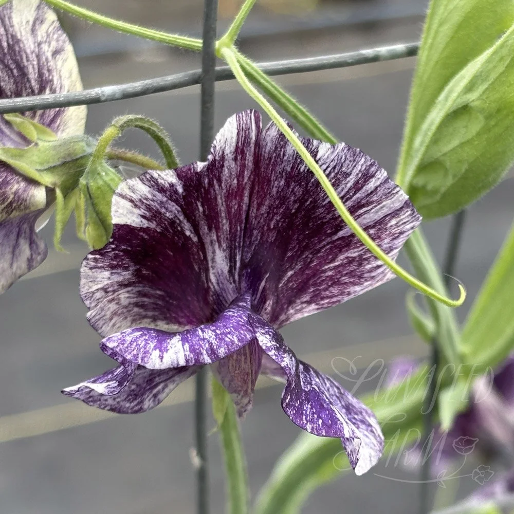 Sweet Pea Earl Grey