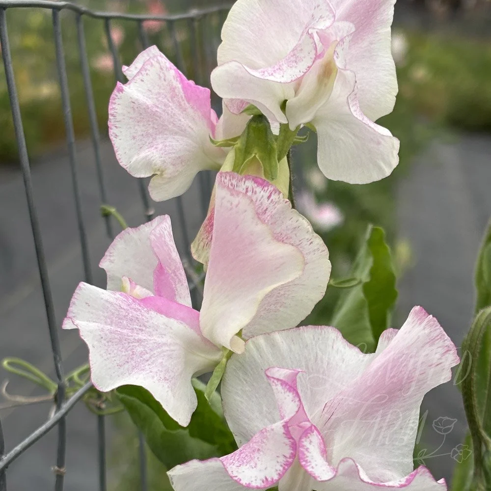 Sweet Pea Pink Ripple