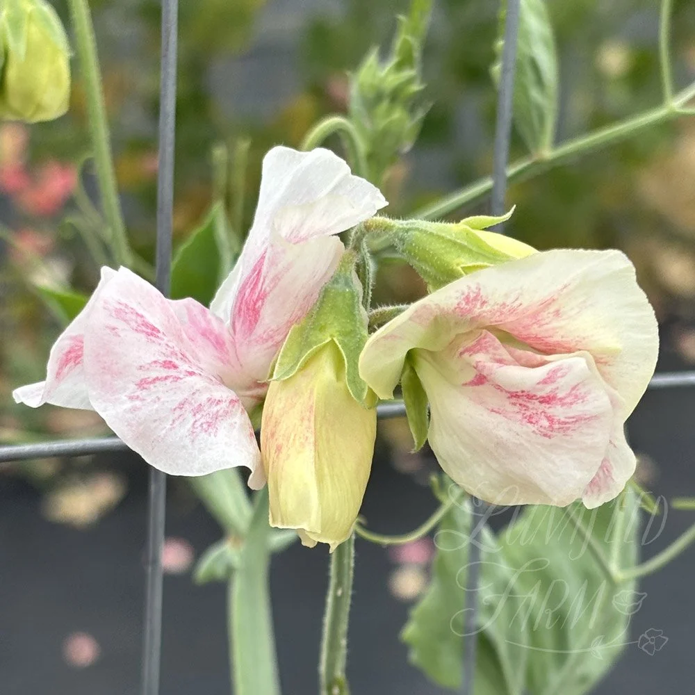Sweet Pea Pearl Anniversary
