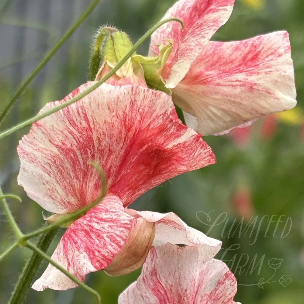 Phoebe Sweet Pea
