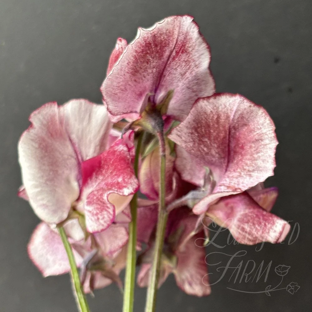 Aurora Borealis Sweet Pea