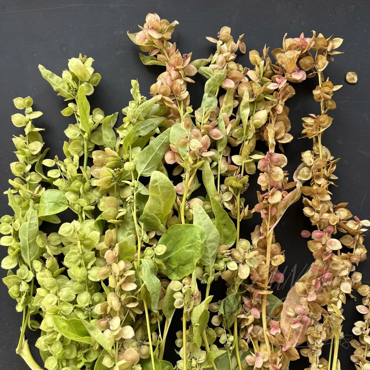 'golden' orach bouquet greenery