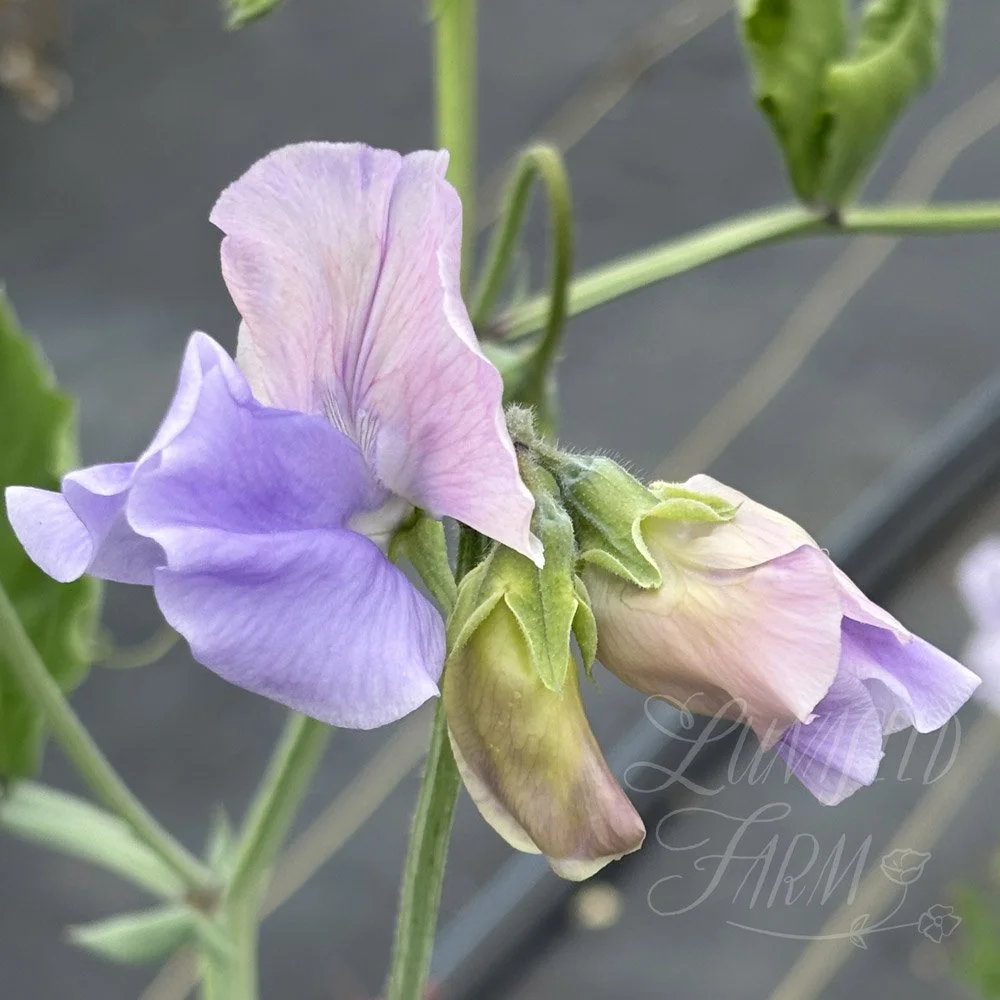 Sweet Pea Glynne Collins