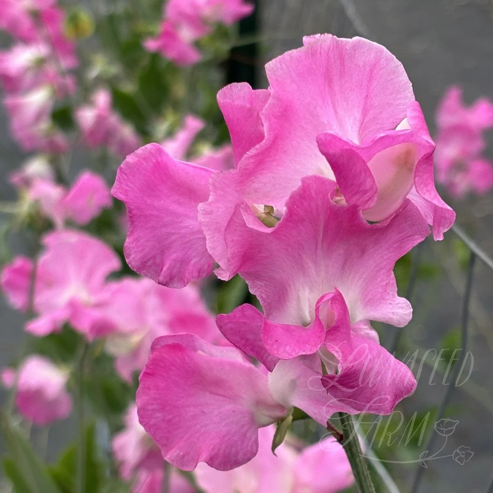 Sweet Pea Jayne Amanda