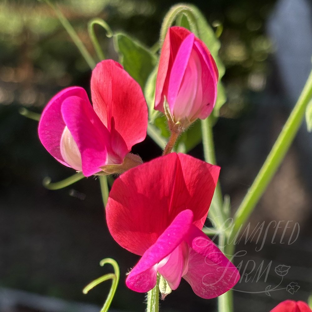 Solway Serenade Sweet Pea