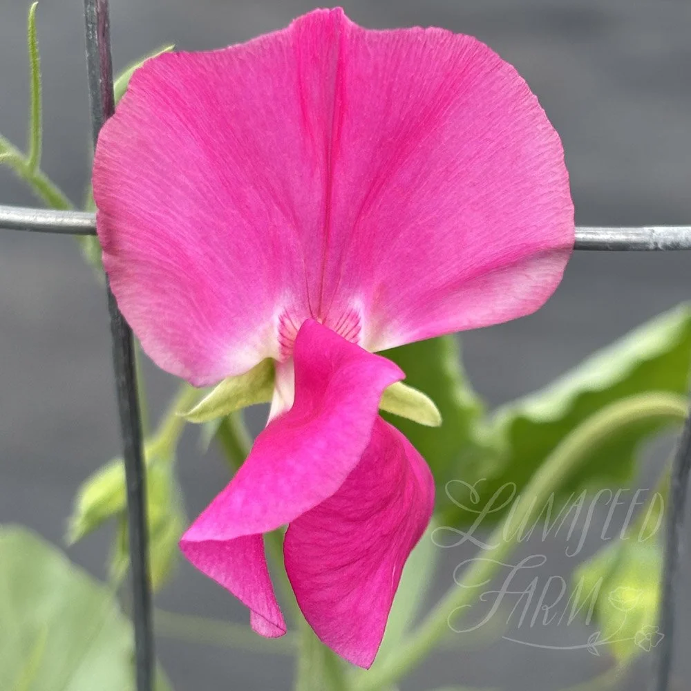 Somerset Lady Sweet Pea