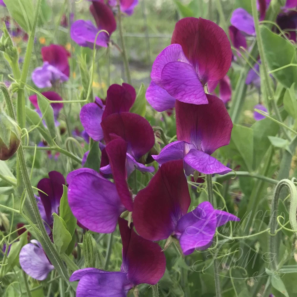 Cupani Sweet Pea