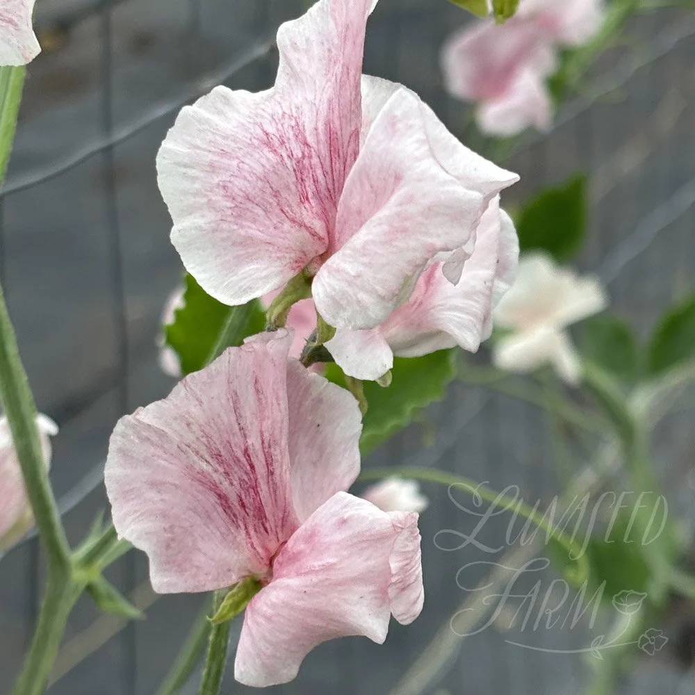 Scarlet Flake Sweet Pea
