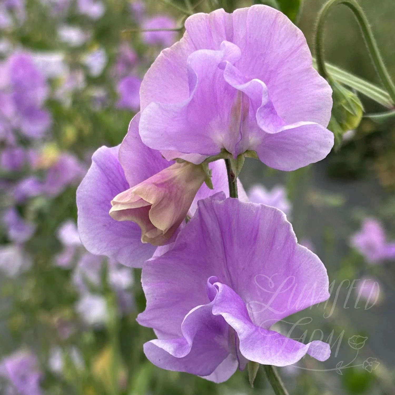 Lady Penny Sweet Pea Seeds