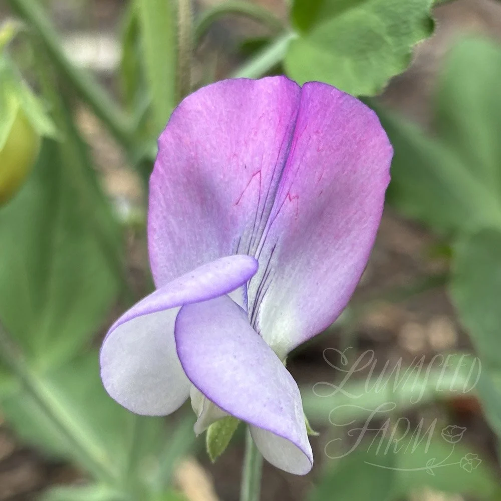 Teresa Maureen Sweet Pea