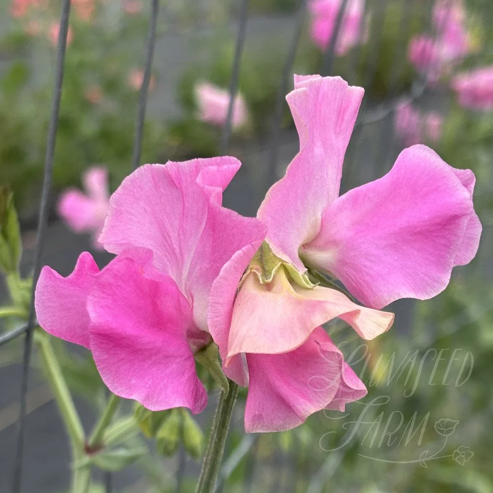 Sweet Pea Jayne Amanda