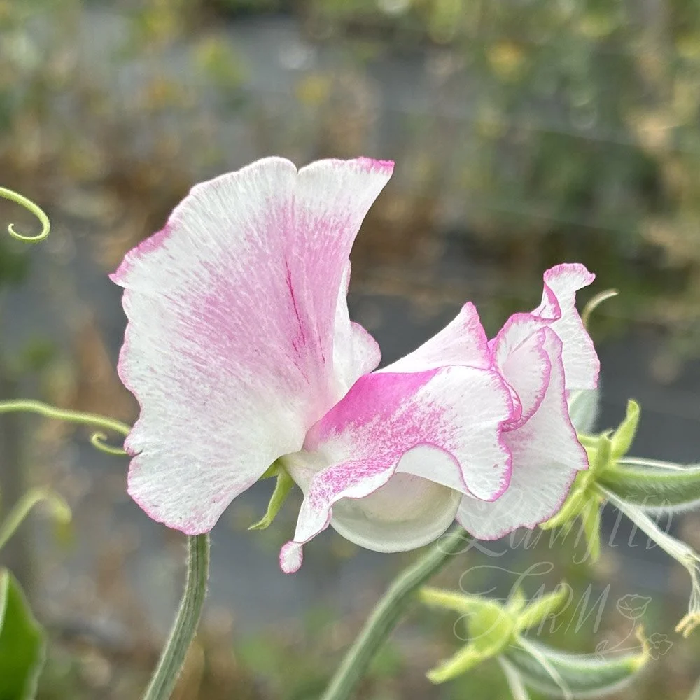 Sweet Pea Pink Ripple