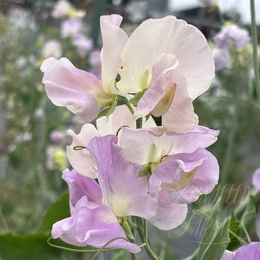 Sweet Pea Gerry Cullinan