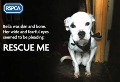 White dog looking sadly at camera with text - Bella was skin and bone. Her wide and fearful eyes seemed to be pleading: RESCUE ME