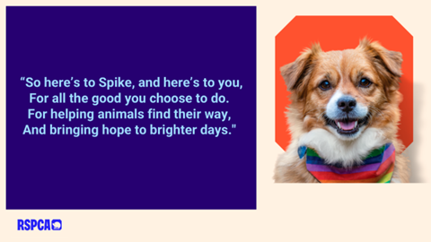 Image of a small dog on an orange background with some blue text on a darker blue background to the left
