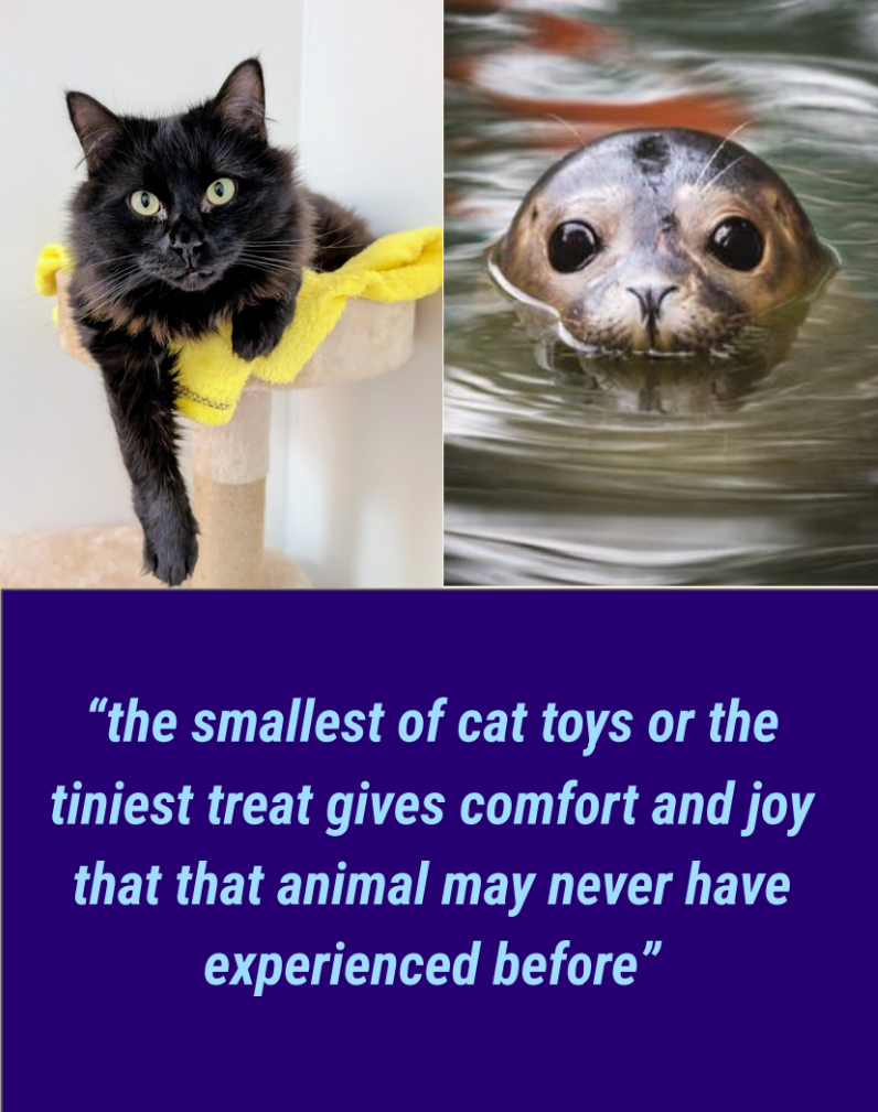 Photo of a cat on the left, a seal on the right and text below