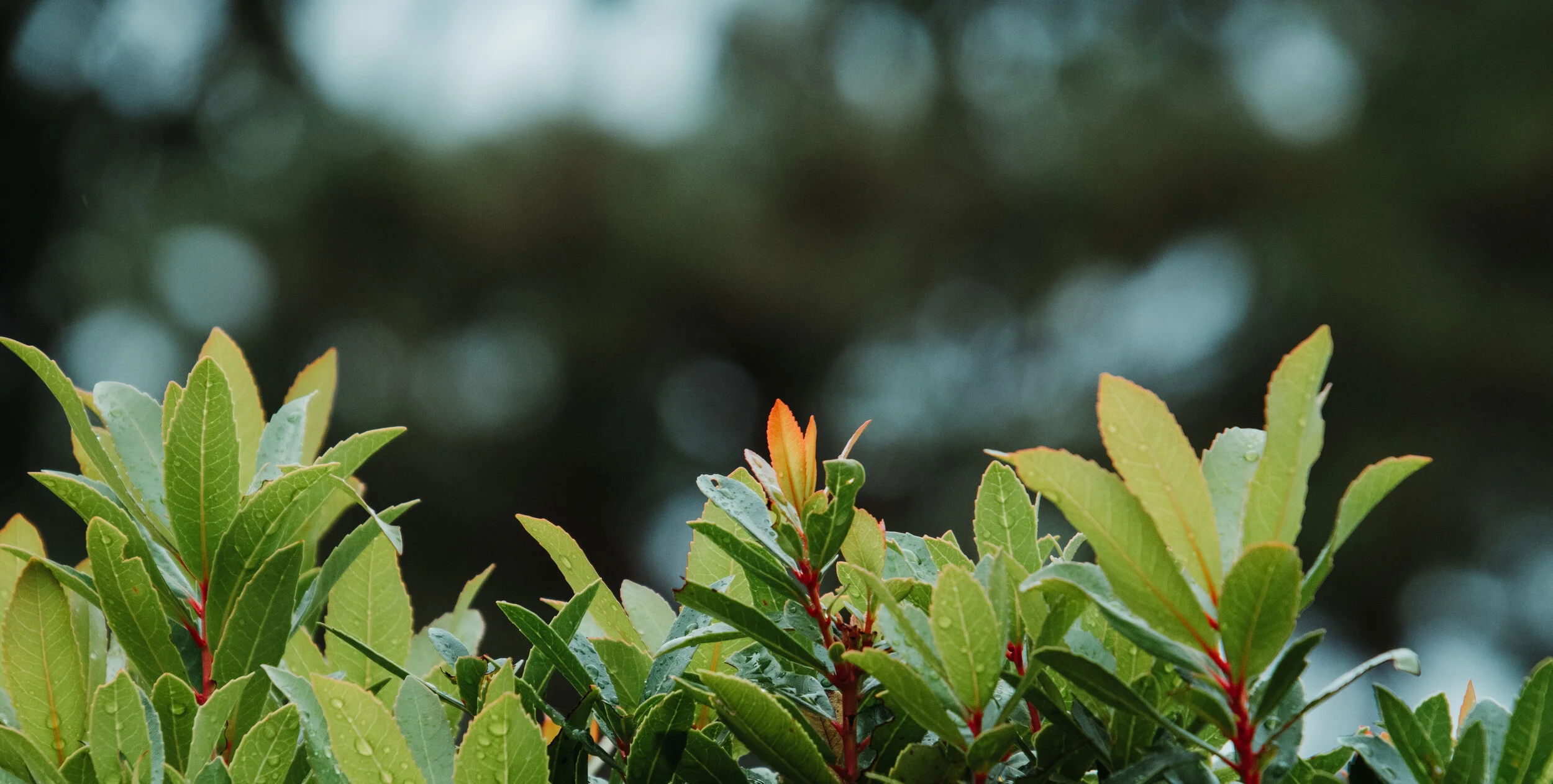 abdulaziz-alfawzan-green-foliageCROP.jpg