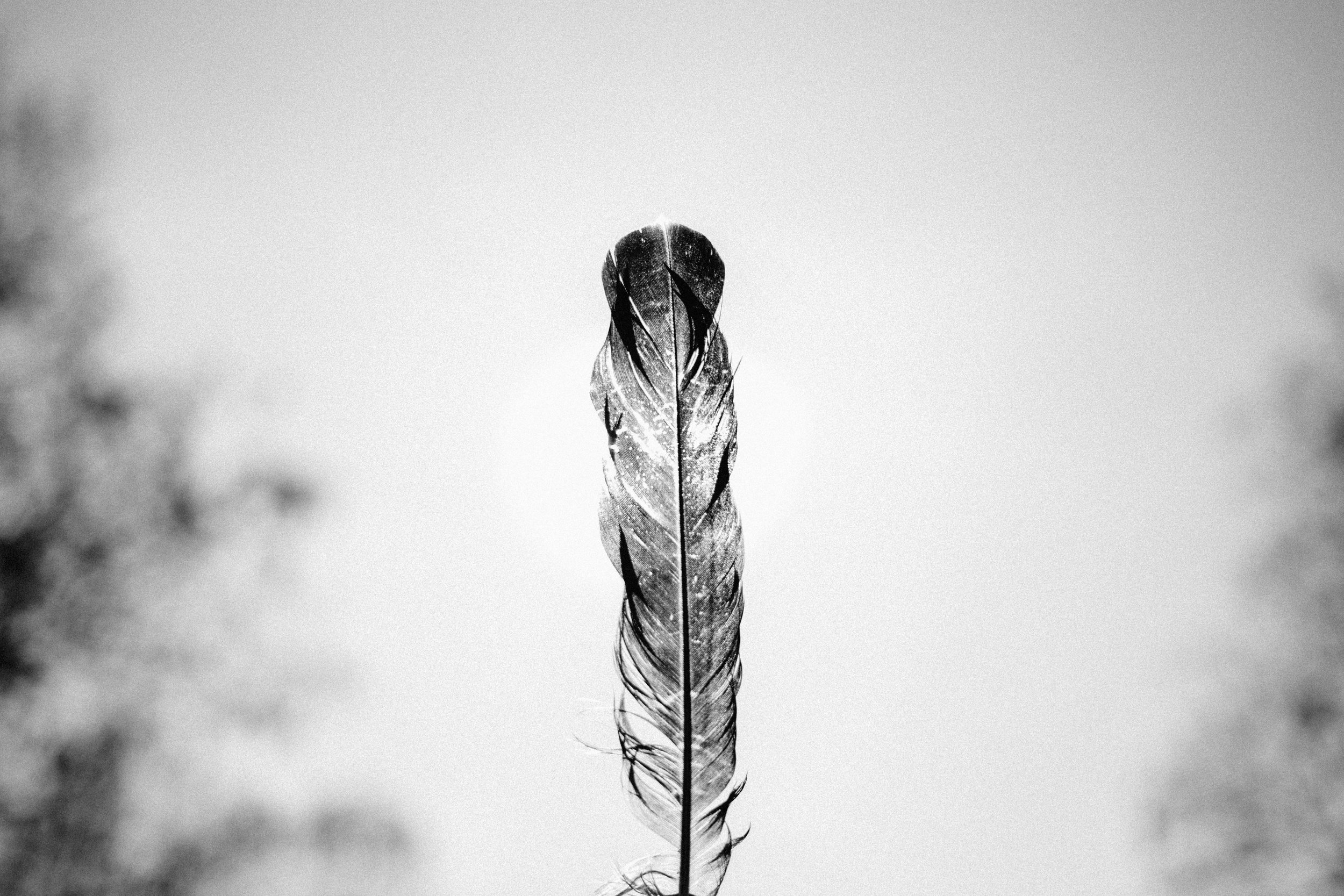 freestocks-TNEmcss1QWU-unsplash.jpg