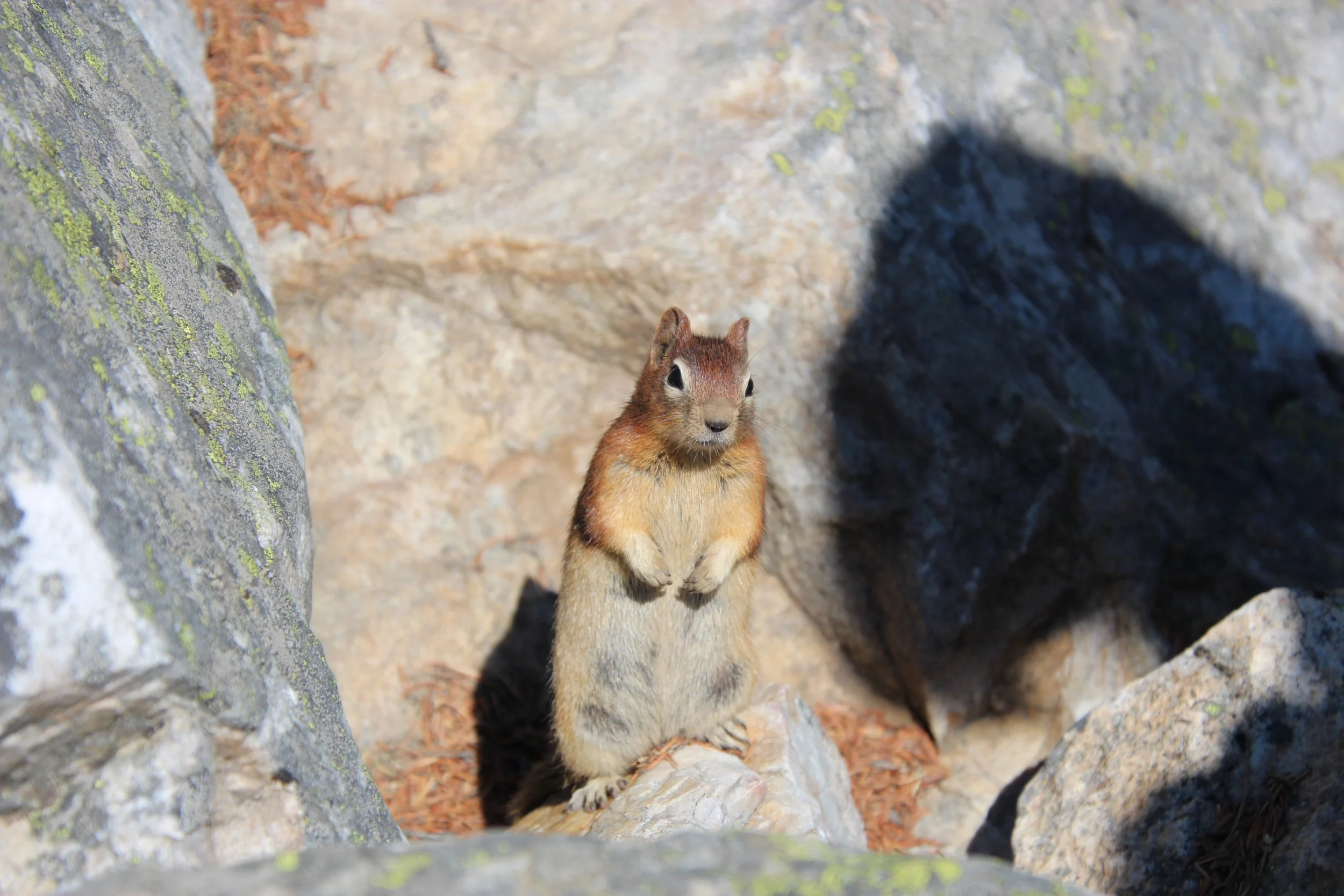 chipmunk.JPG