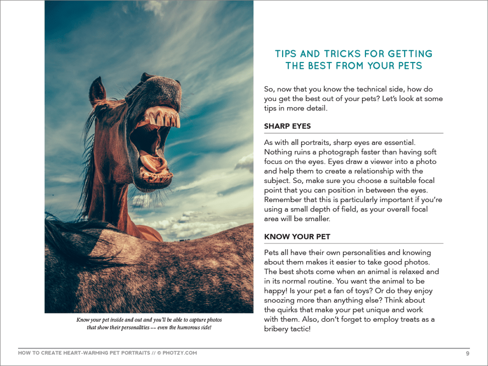 How+To+Create+Heartwarming+Pet+Portraits-9.png