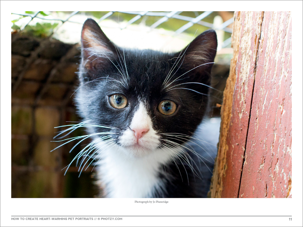 How+To+Create+Heartwarming+Pet+Portraits-11.png