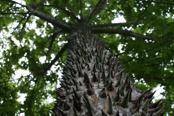 Pochote — Maderas Sostenibles