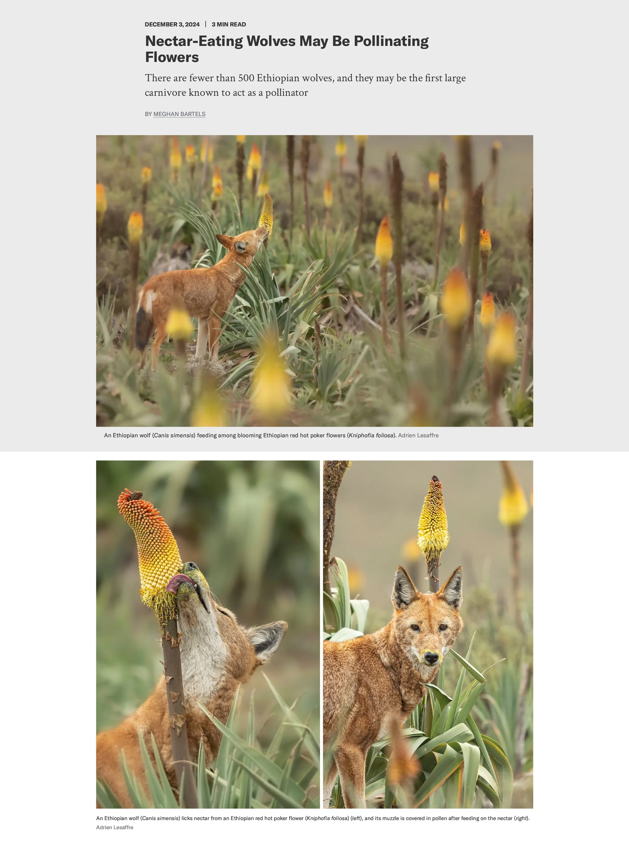 Nectar-Eating Wolves May Be Pollinating Flowers _ Scientific American_crop 1.jpg