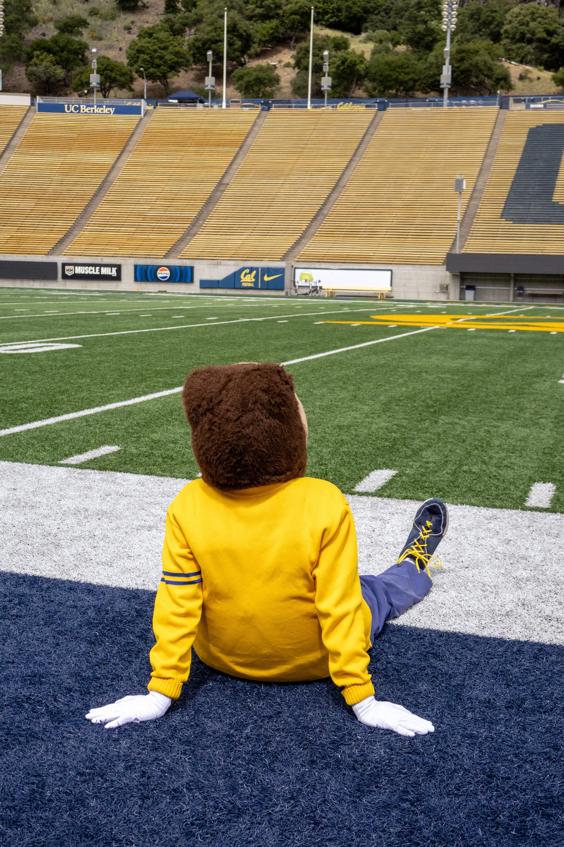 Oski sitting on the field at California Memorial Stadium