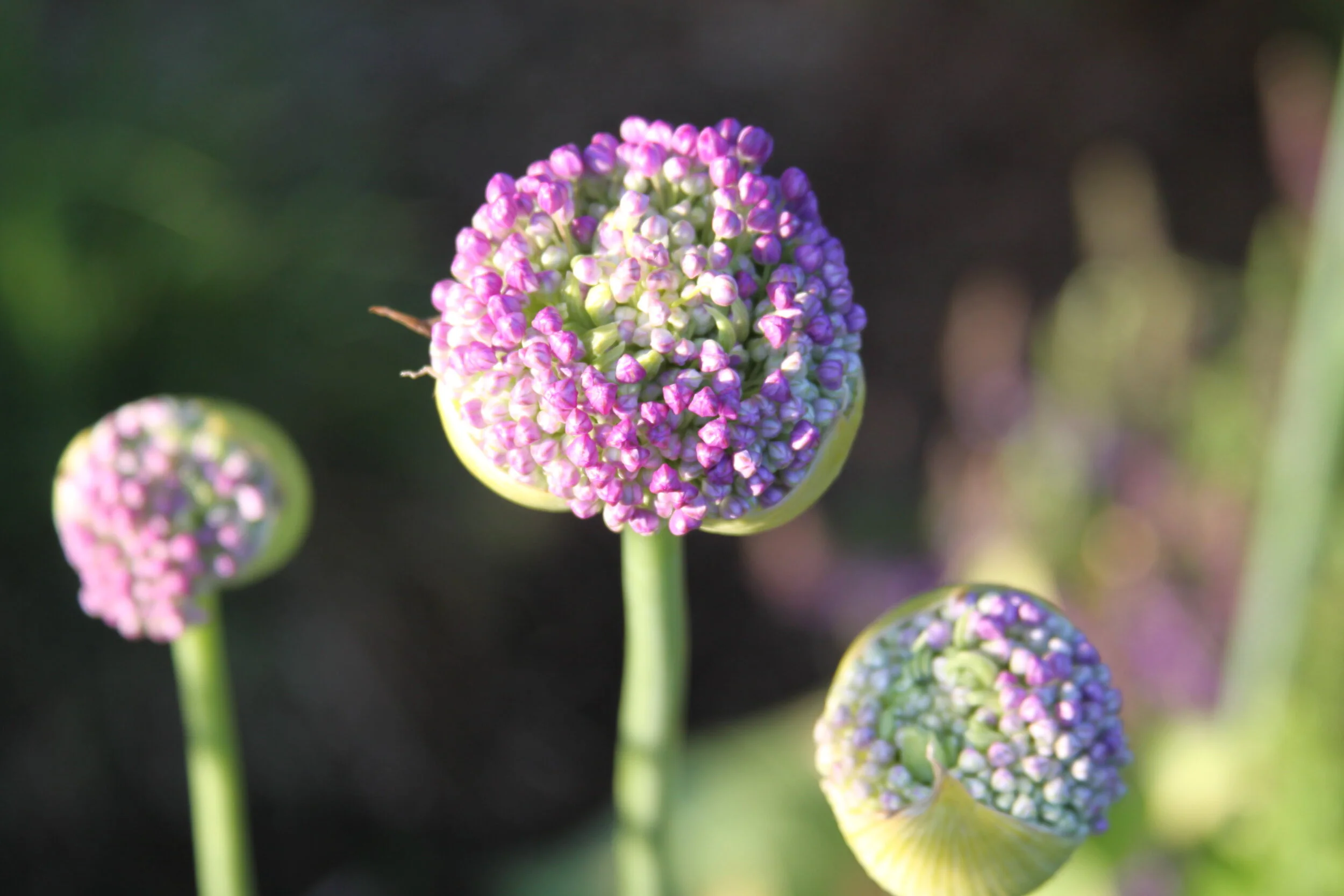 Carol ARand - IMG_0374.JPG