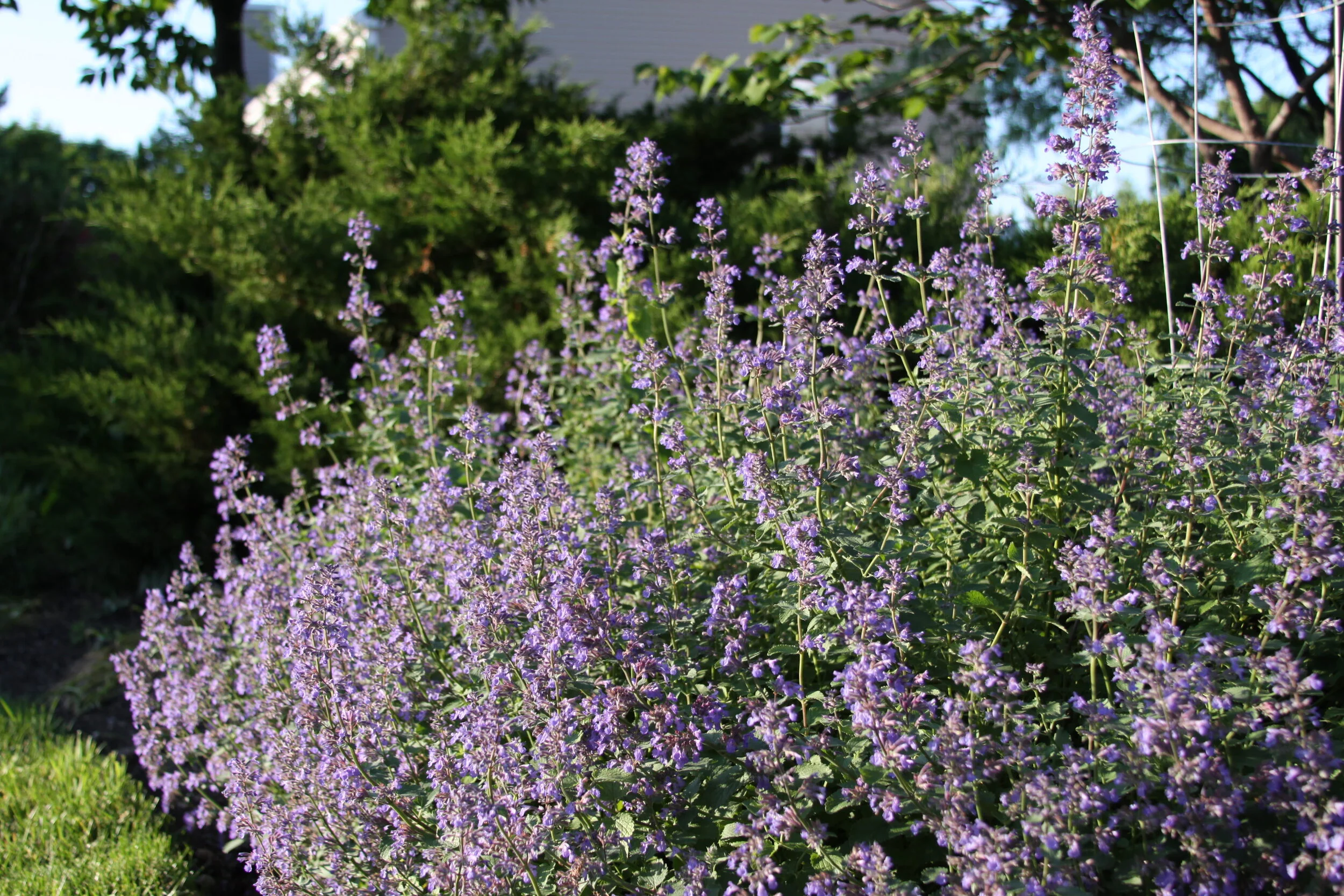 Carol ARand - IMG_0372.JPG