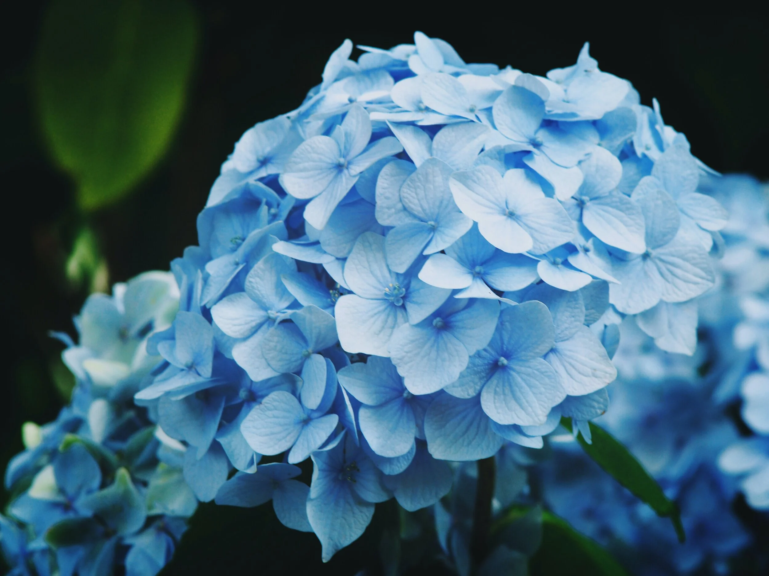 CAKE | 05 — Hydrangeas