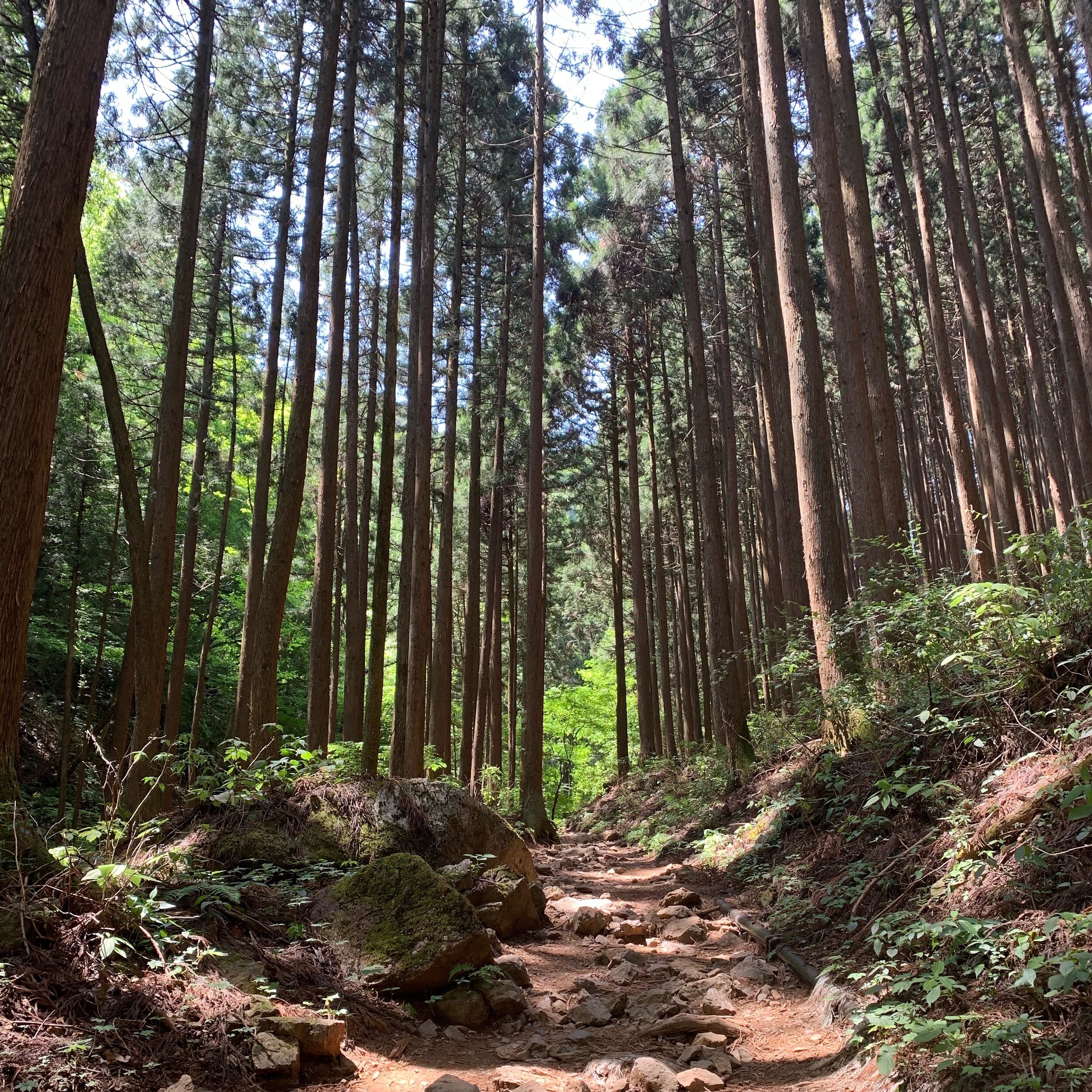 CAKE | 04 — Into the woods