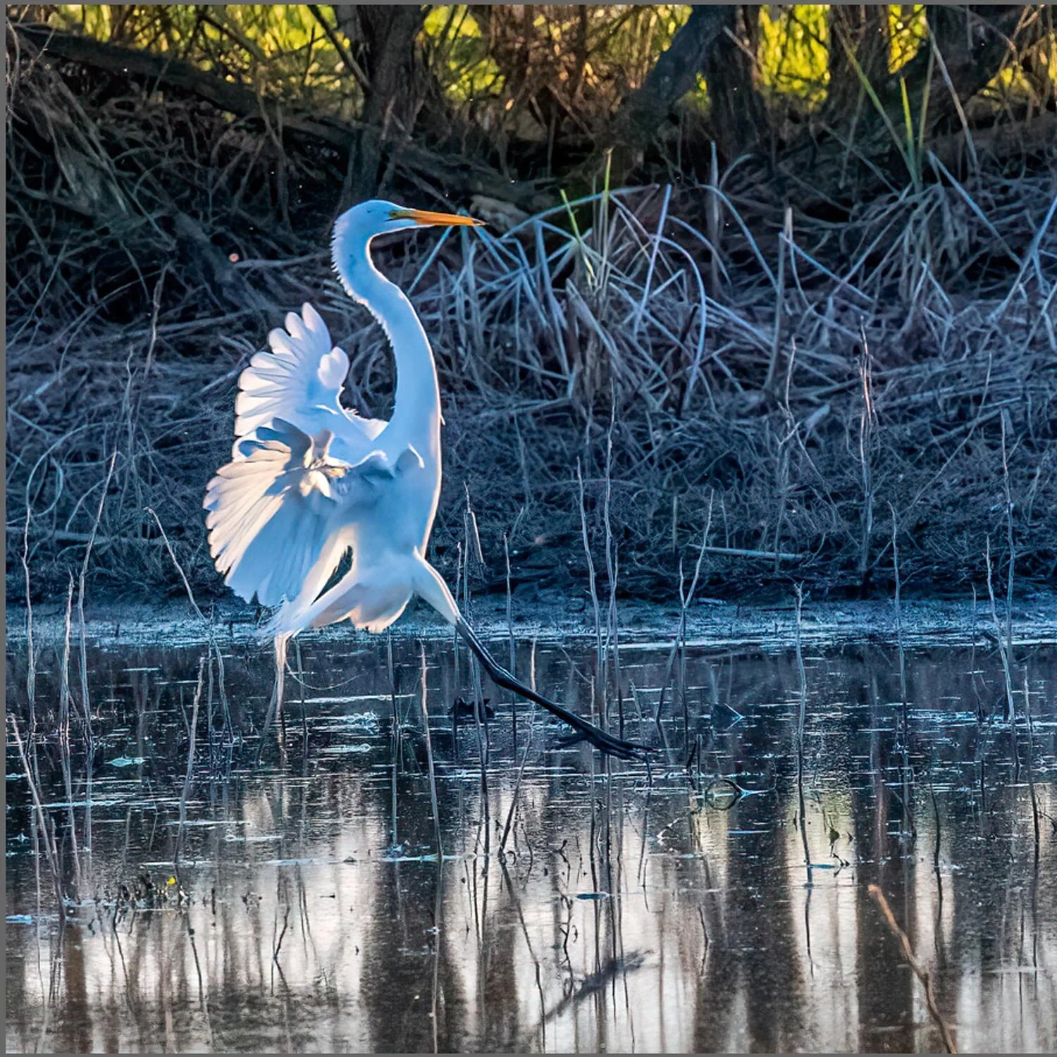 Cosumnes River Preserve