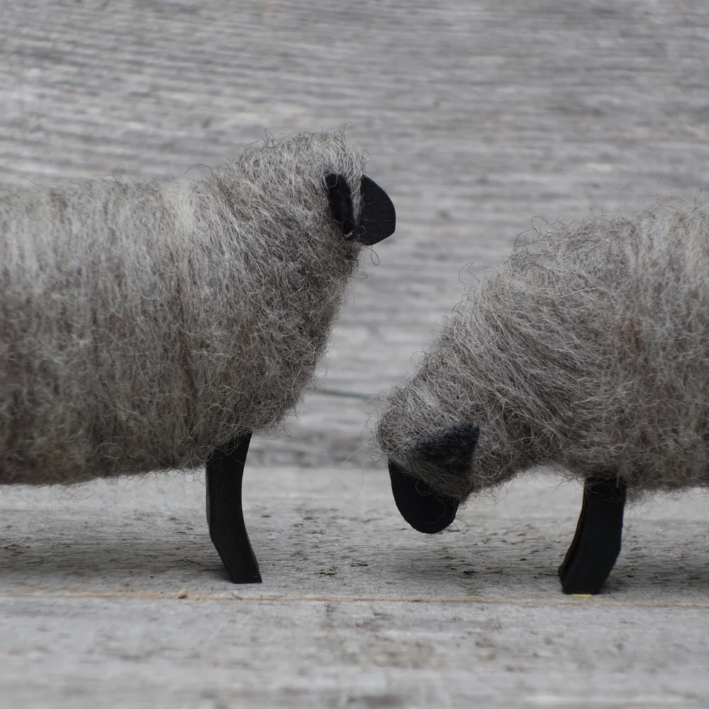 Gray Sheep COLOR