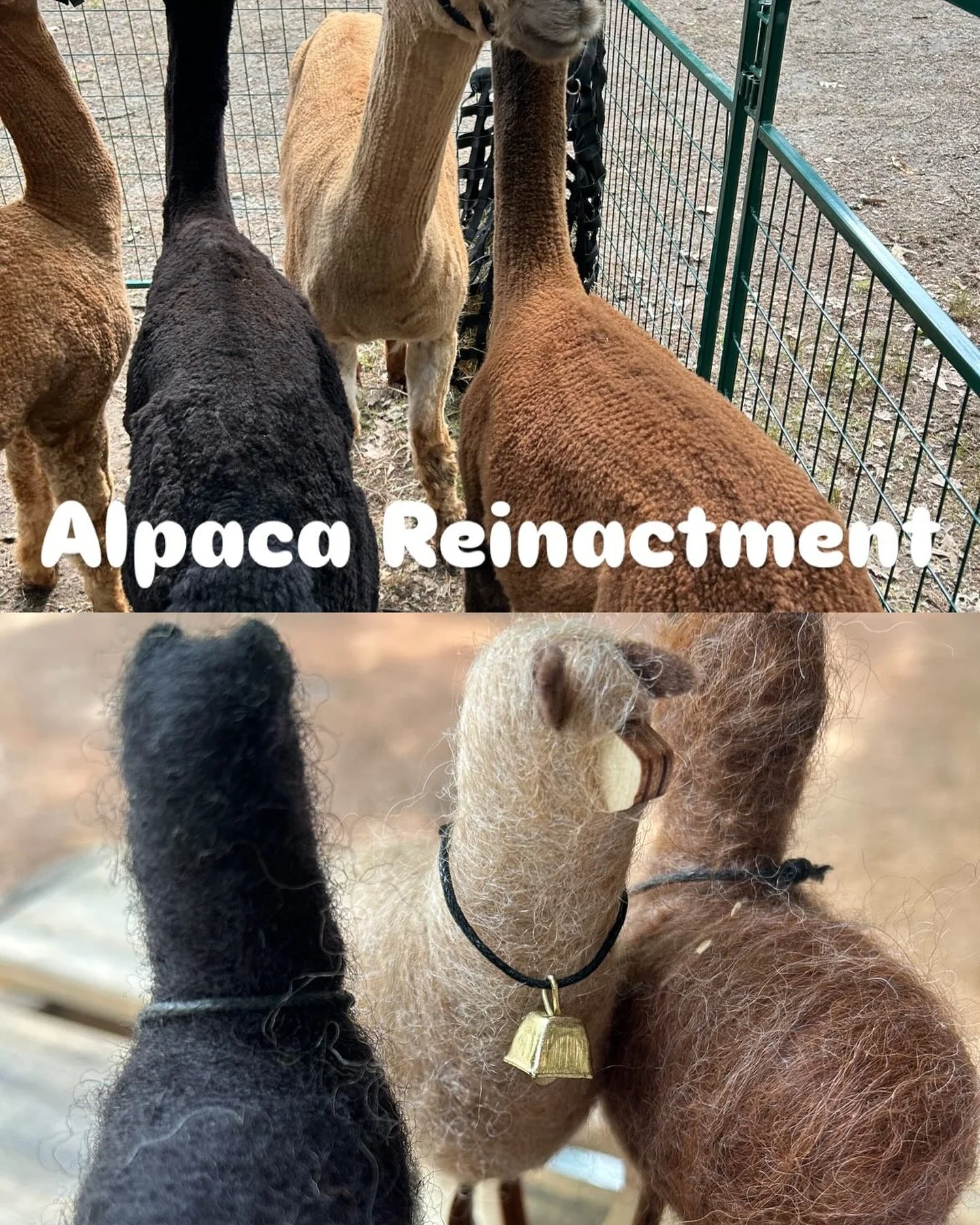 Alpaca Fest! Today! ##needlefelting #crafting #needlefeltedanimals #needlefelted #handmade #handsthatmake #needlefeltedanimals #sheepofinstagram #needlefeltedsheep #sheepofinstagram #woolandwood #fiberartistofinstagram #englishmanbayhandmade