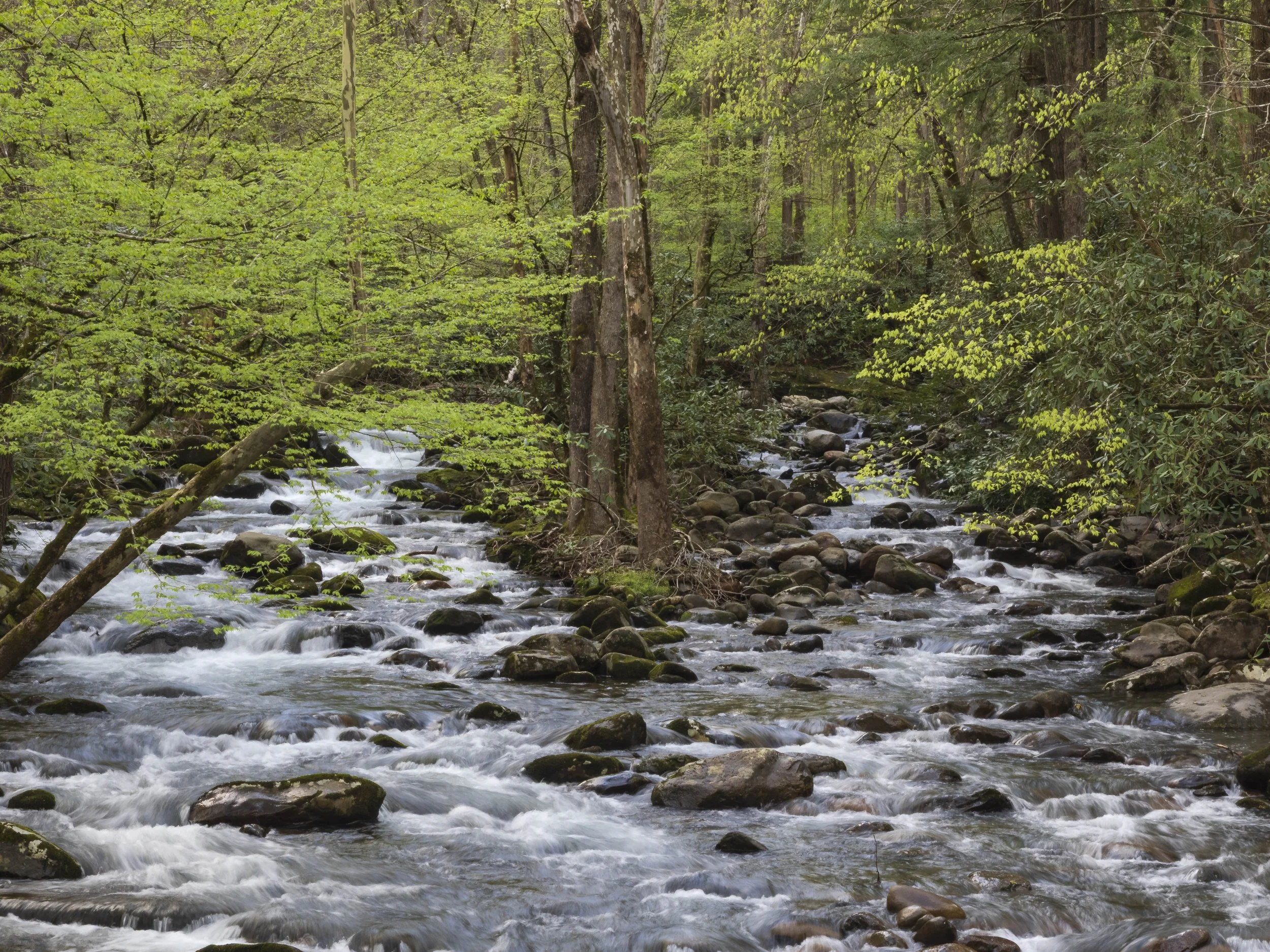 Greenbriar Stream