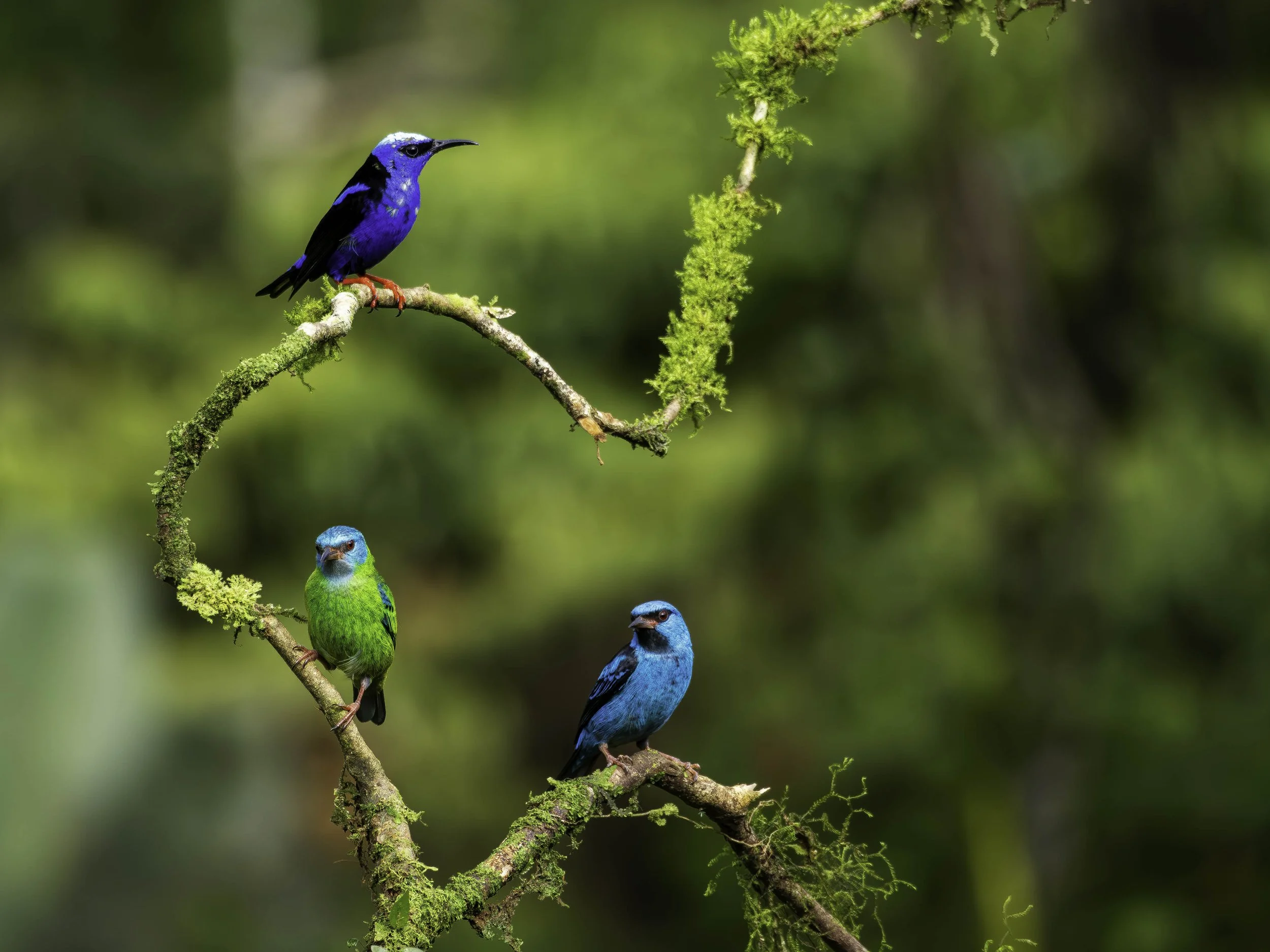 Red Legged Honeycreepers.jpg