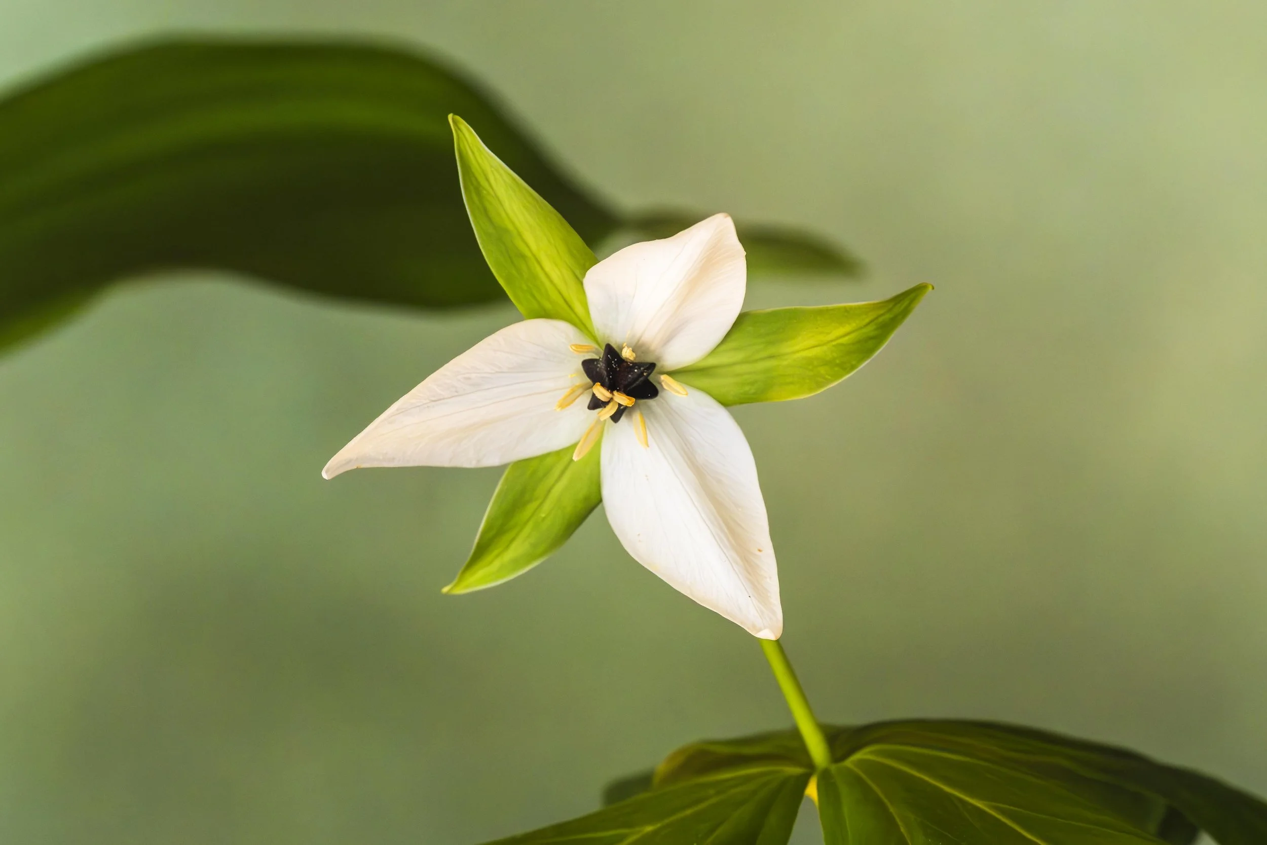 White Trillium