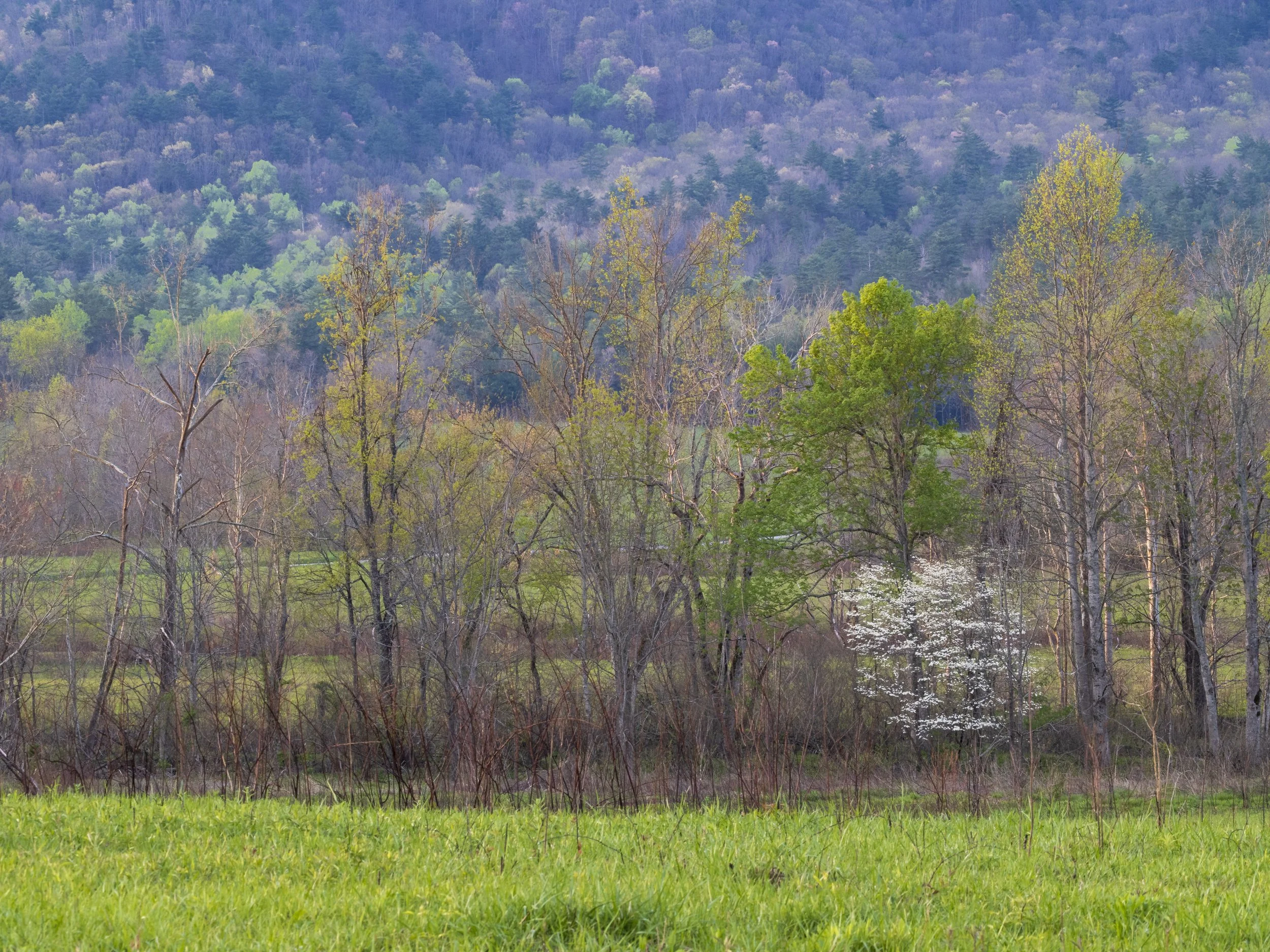Cades Cove Spring