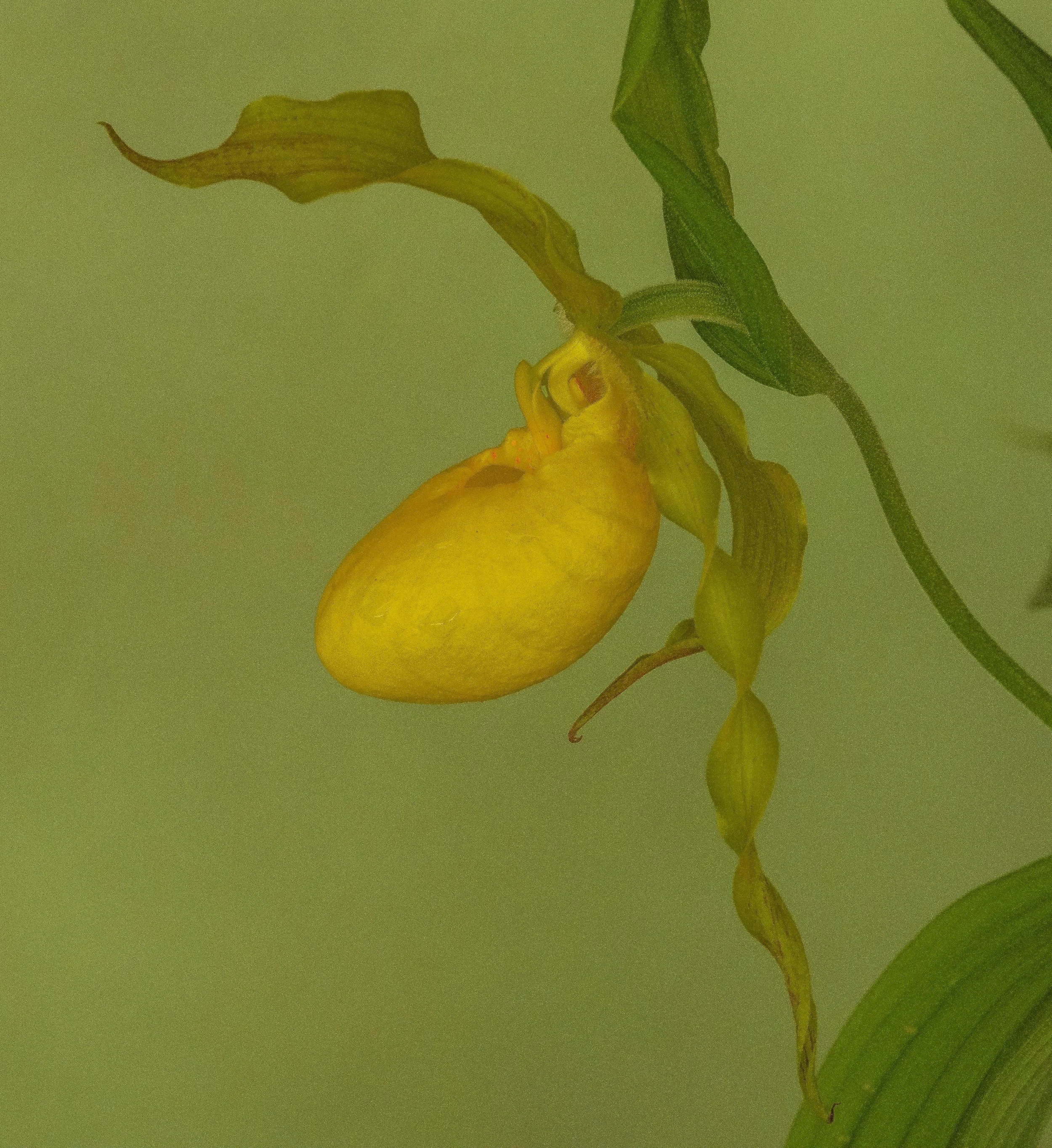 Yellow Ladyslipper