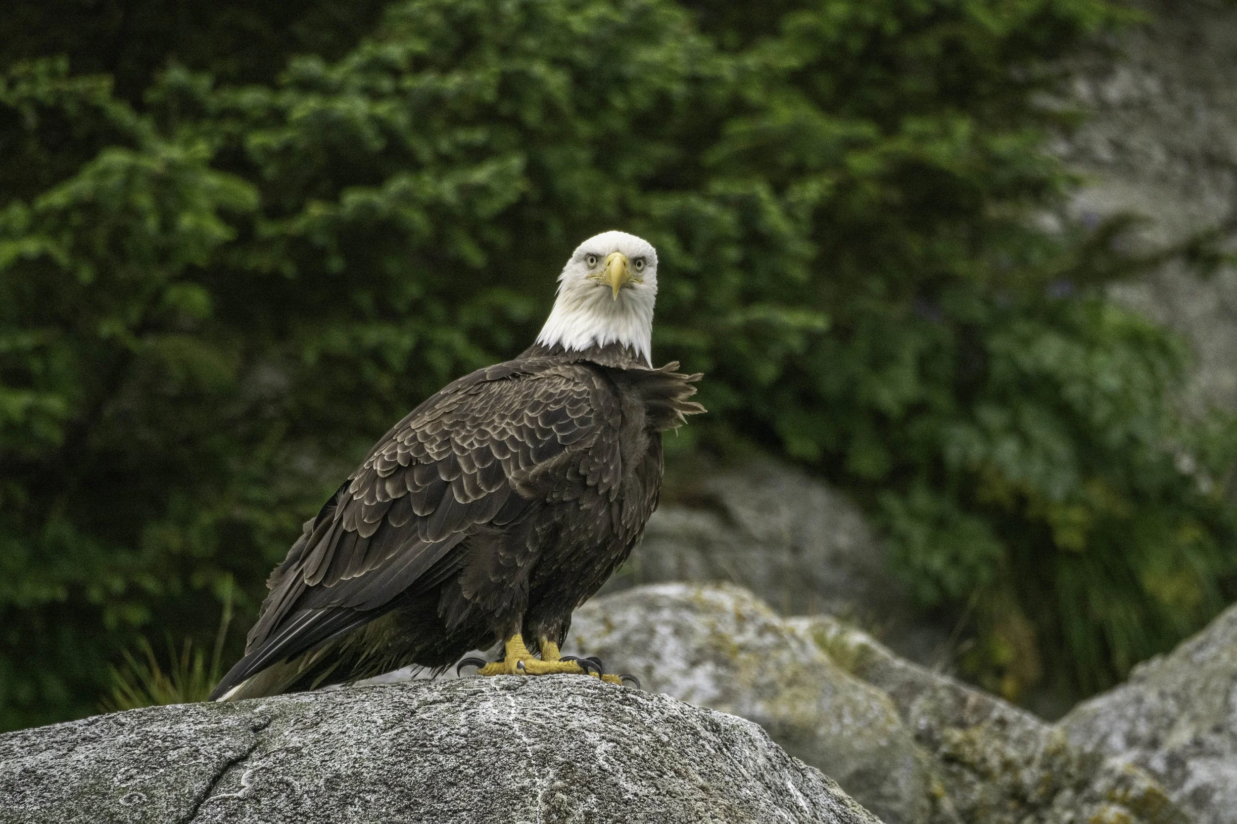 Eagle in Alaska.jpg