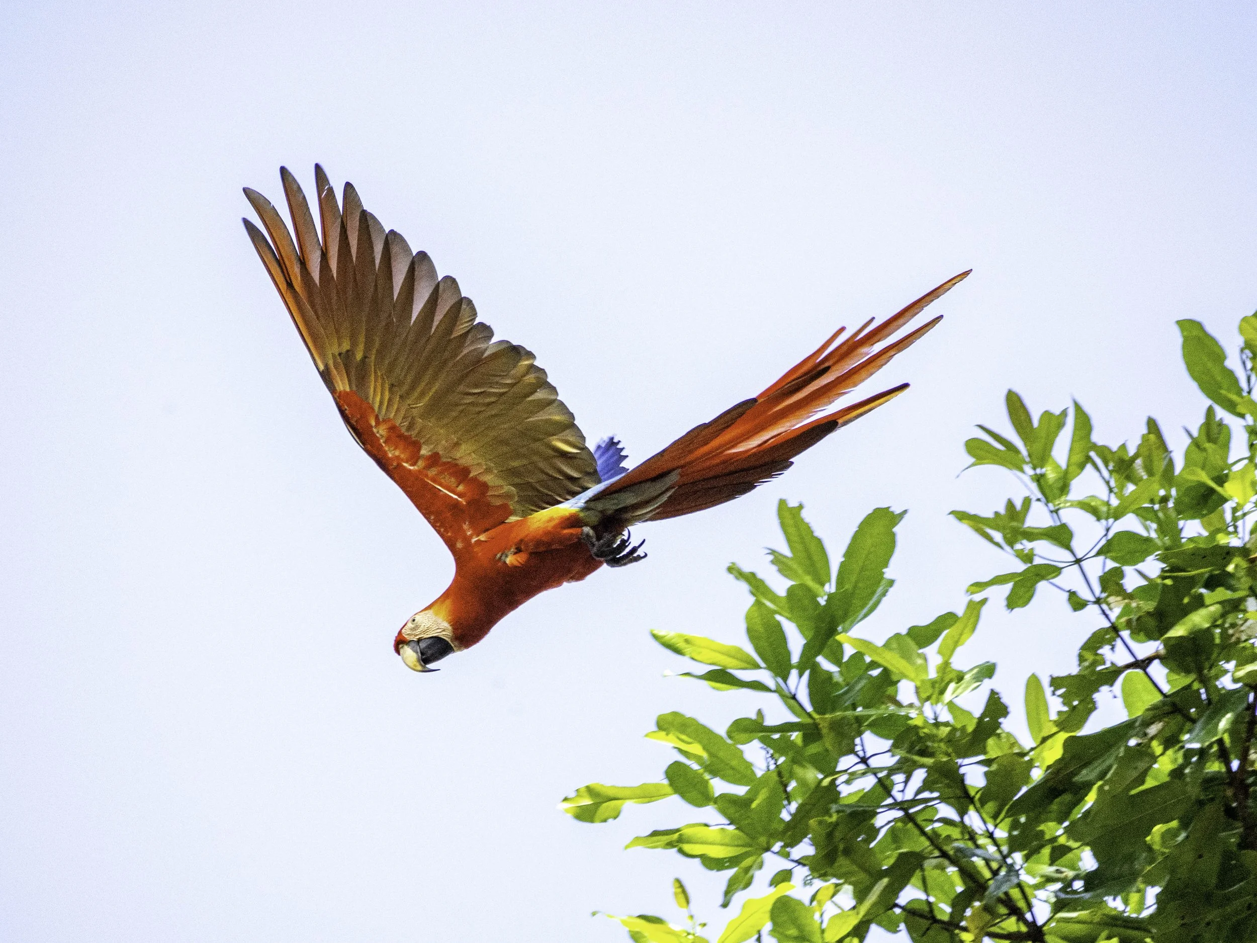 Scarlet Macaw.jpg