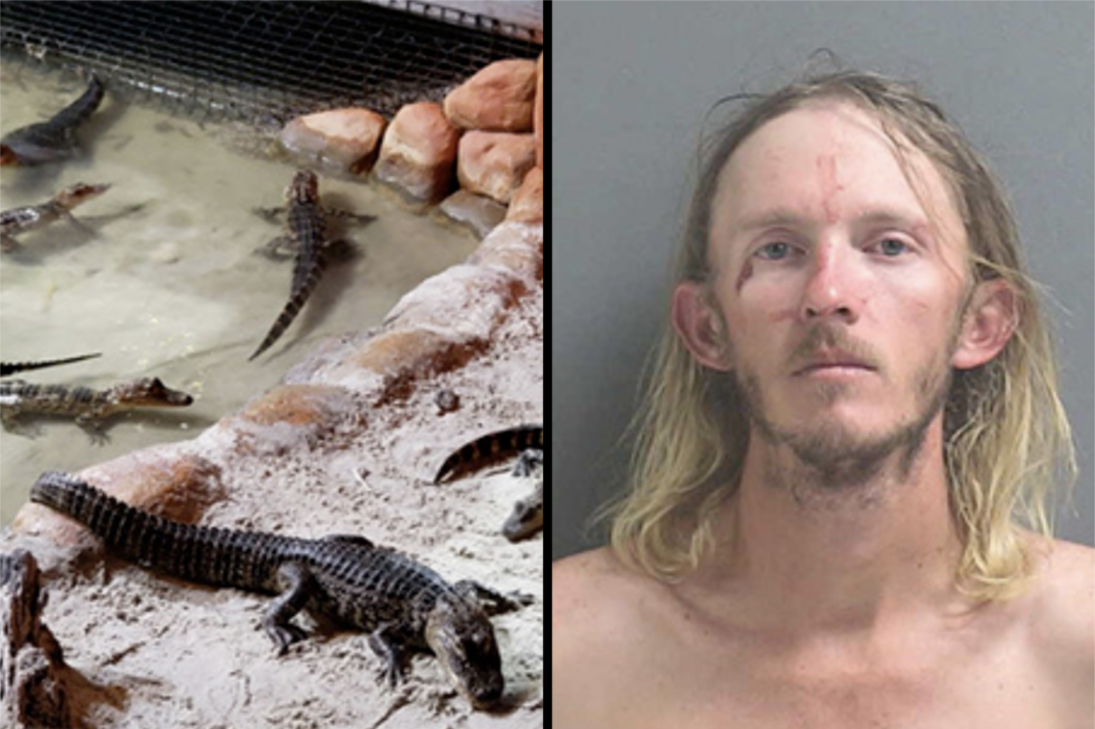 Florida Man Arrested After Cops Spot Him, “Swinging Stolen Alligator”