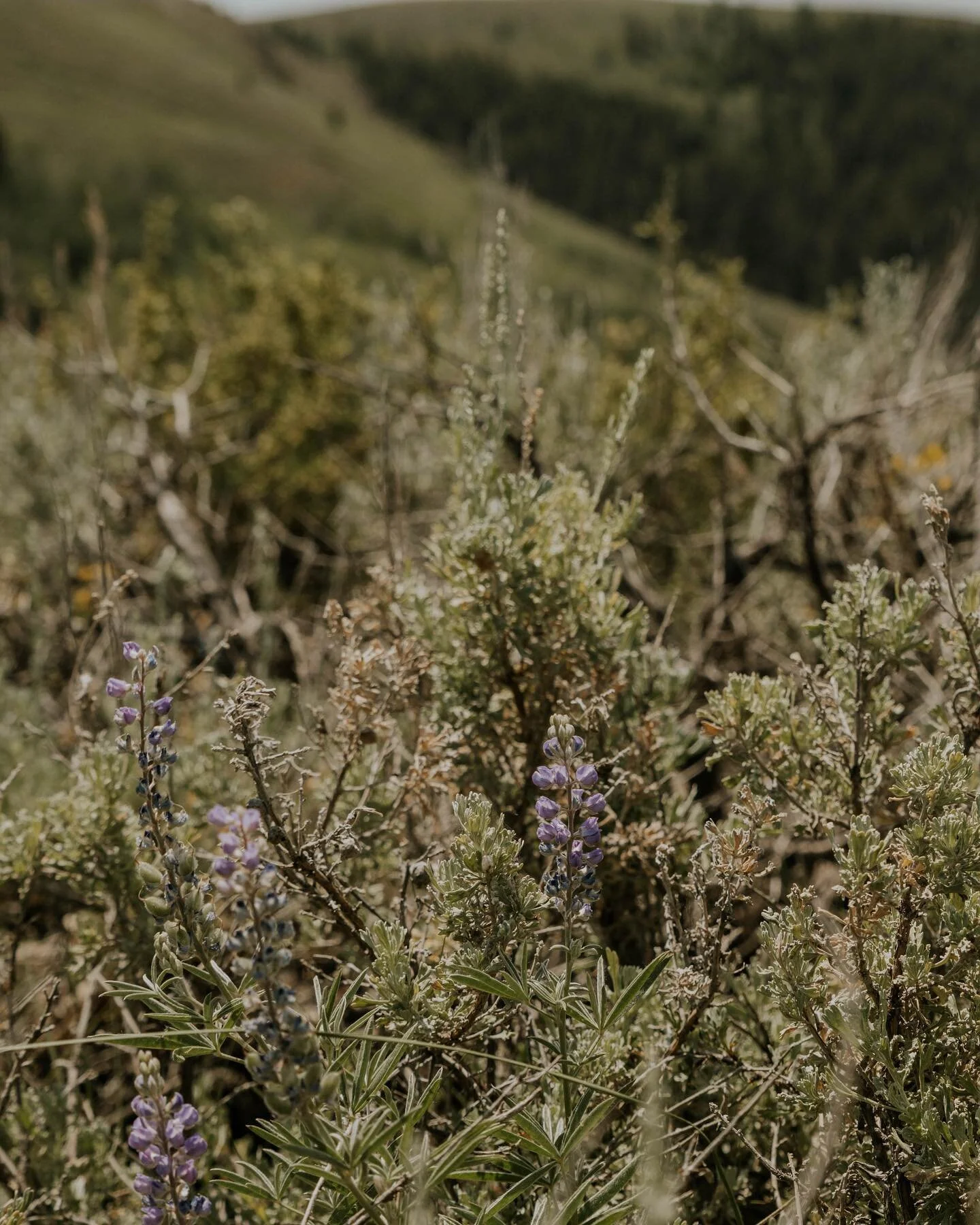 I love hiking this time of year because the hillsides are always filled with so many different kinds of wildflowers 🌼🥾

#sunvalley #idaho #sunvalleyidaho #usaroadtrip #crosscountryroadtrip
