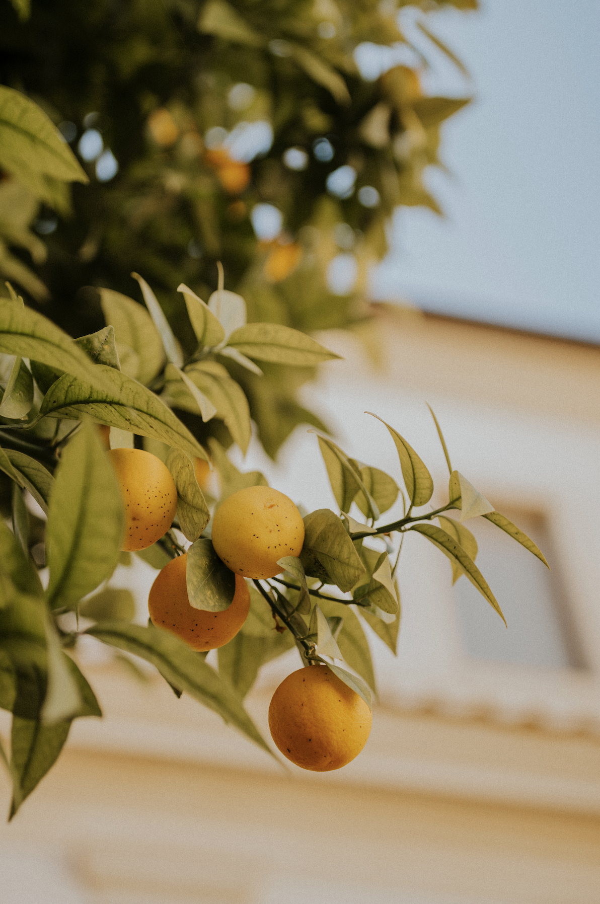 Screenshot 2026-01-01 at 1.55.44 PM.png