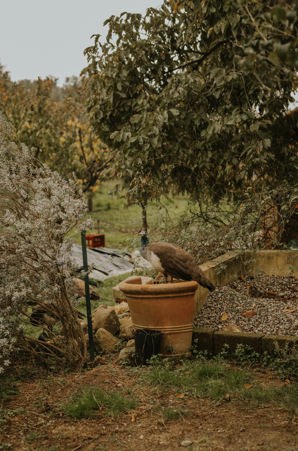 Screenshot 2026-01-02 at 5.52.29 PM.png