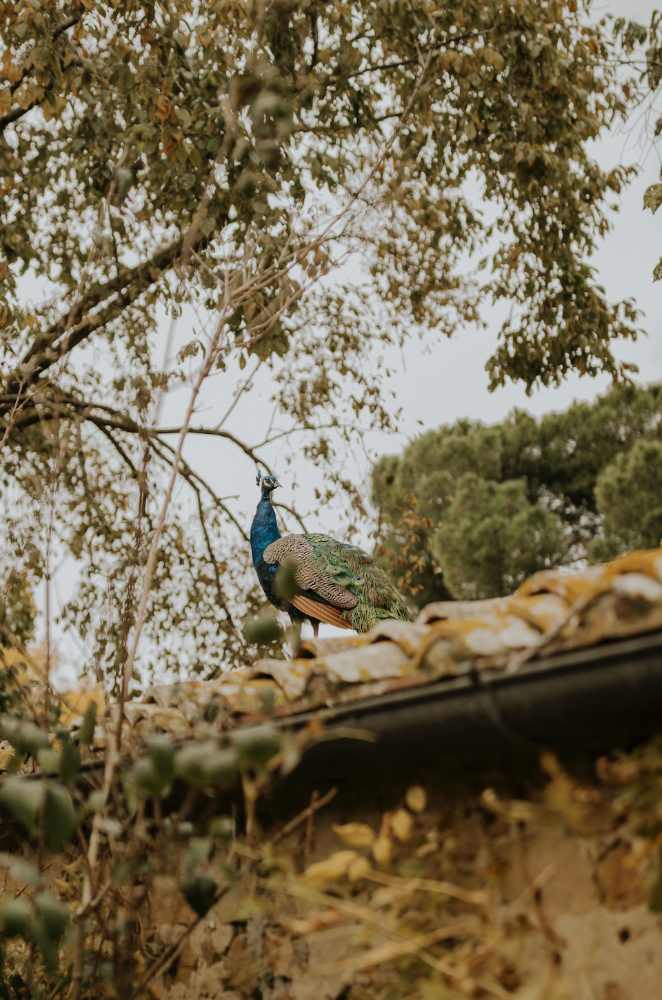 Screenshot 2026-01-02 at 5.52.07 PM.png