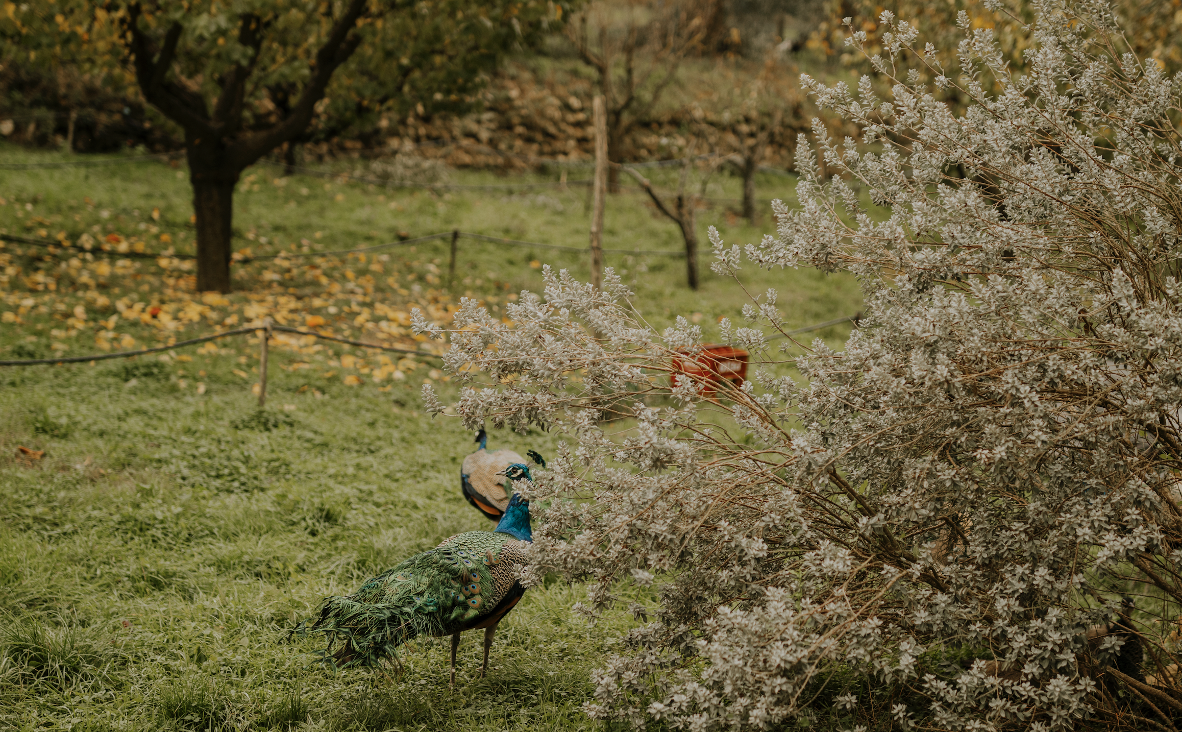 Screenshot 2026-01-02 at 5.52.18 PM.png