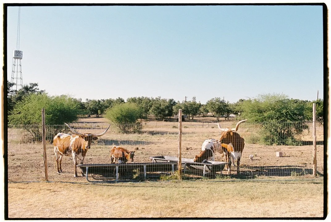 When at @theaddisongrove&hellip;&hellip; 🐄🤍

Erin &amp; Benjamin&rsquo;s wedding day on a mix of film and digital. 
.
.
.
.
.
Planning: @katy_vogel
Venue: @theaddisongrove
Catering: @sohocatering 
Floral: @idamayesfloral
DJ: @tropicanajoe @djbyrner
