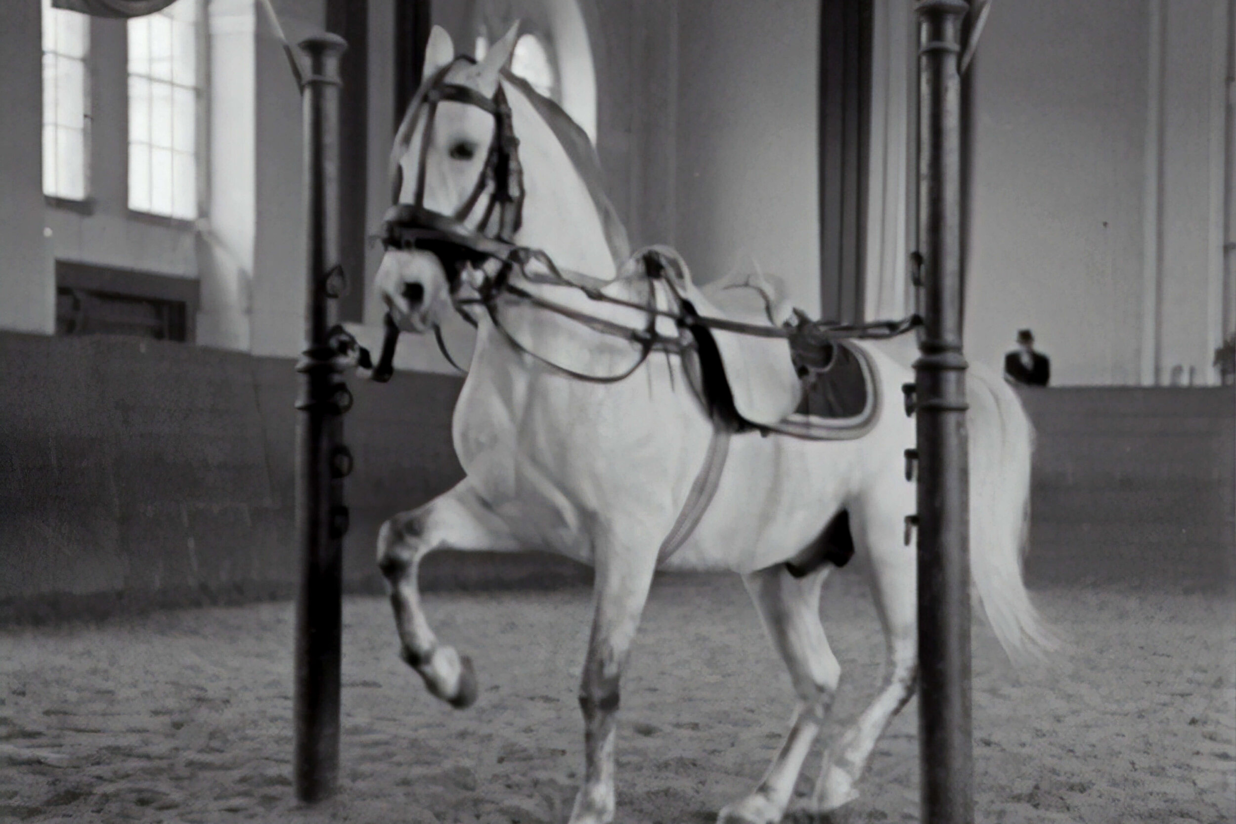 horse 4 (1).jpg
